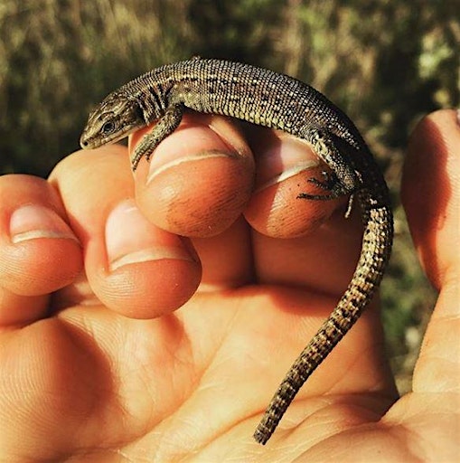 Primaire afbeelding van Thameside Reptile ID course for Beginners