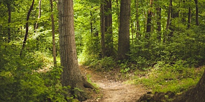 Imagem principal do evento MEN IN THE FOREST: Grounding, Calibrate, Connect and Restore