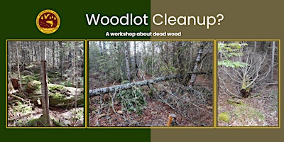 Imagem principal de Woodlot Cleanup? A workshop about dead wood.