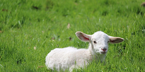 Hauptbild für Small Ruminant Workshop