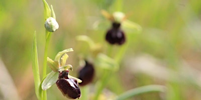 Imagem principal de La primavera in giardino: c'è sempre qualcosa di nuovo