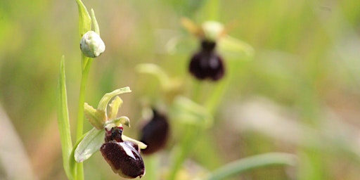 Hauptbild für La primavera in giardino: c'è sempre qualcosa di nuovo