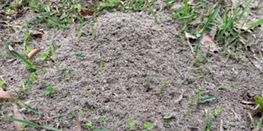 Hauptbild für Fire Ant Management for Pastures and Landscapes