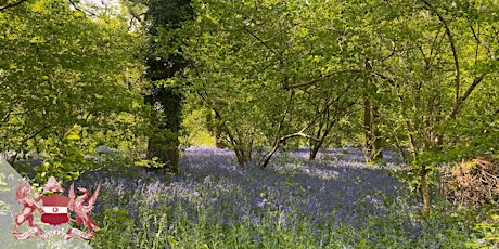 Botany and History Walk in Perivale Wood