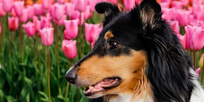 Dog Friendly Time - Tulip Farm Ticket  primärbild