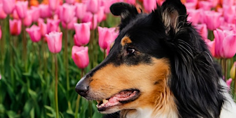 Dog Friendly Time - Tulip Farm Ticket