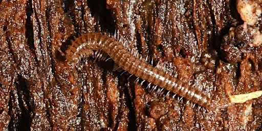 Wildlife Recording Bioblitz - Crossgates, Radnorshire