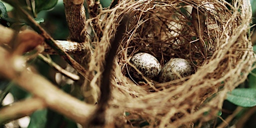 Make a Natural Nesting Material Dispenser primary image
