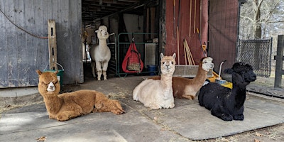 Image principale de Summer Kick-off Dinner with the Alpacas