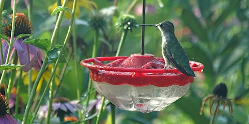 Imagem principal de Hummingbirds: How to Attract Them and Keep Them Coming