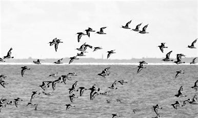 Spring Bird Walk for the family from Heysham Nature Reserve