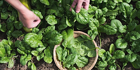 Beautiful and Edible Perennial Spinach