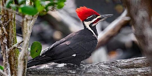 Picidae: Woodpeckers of North America primary image