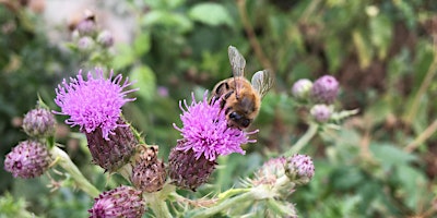 Imagem principal do evento Bucks & Milton Keynes Species Technical Group Workshop in Buckinghamshire