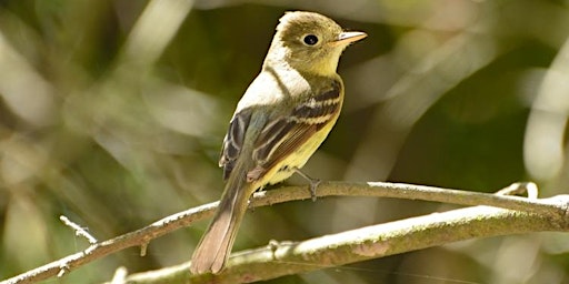Image principale de Spring Birding By Ear with Libby Mills