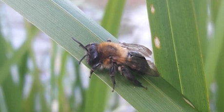 Bucks & MK Species Technical Group Workshop in Milton Keynes