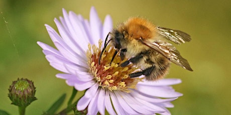 Bees, Beetles and other Beautiful Bugs at Grosvenor Square