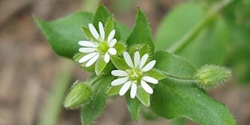 Wild Edible and Medicinal Plants primary image