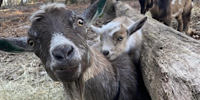 Imagem principal do evento Goat Snuggle Session