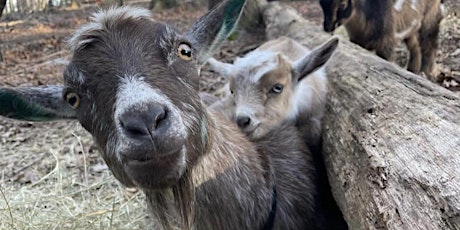 Goat Snuggle Session