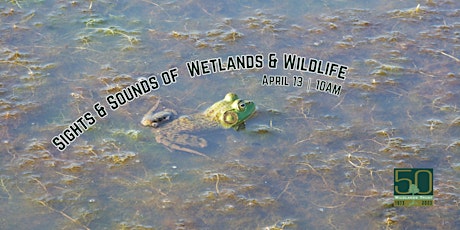 Sights & Sounds of Wetlands & Wildlife