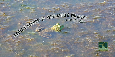 Sights & Sounds of Wetlands & Wildlife primary image