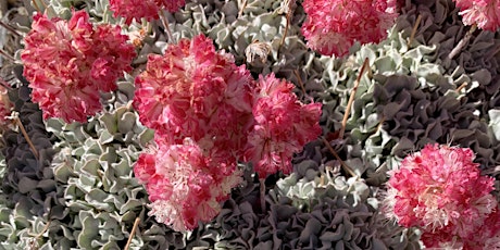 South Fork Meadows Botanical Exploration with Duncan Bell