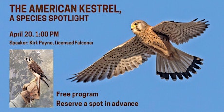 The American Kestrel – A Species Spotlight primary image