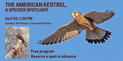 Imagem principal do evento The American Kestrel – A Species Spotlight