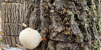 Imagen principal de Introductory Outdoor Cultivation Workshop using Hardwoods