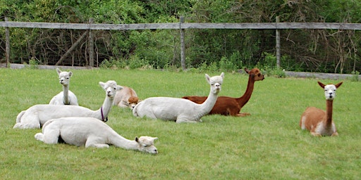 Hauptbild für Yoga with Alpacas at the Harvard Alpaca Ranch May 5th 9am