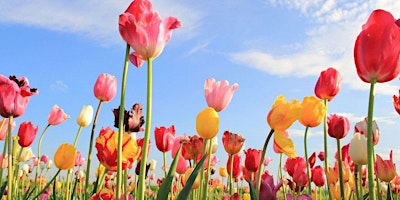 Image principale de DC7 Spring Tulip FUN
