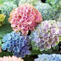 Primaire afbeelding van Flower Arranging Class: Heavenly Hydrangea