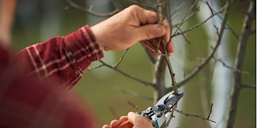 Fruit Tree Pruning - USU Extension Wasatch and Summit Counties primary image