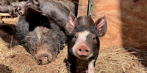 Primaire afbeelding van Piglet-Palooza at Wild Harmony Farm