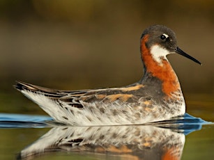 Kachemak Bay Shorebird Festival, May 8 - 12, 2024