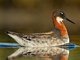 Kachemak Bay Shorebird Festival, May 8 - 12, 2024  primärbild