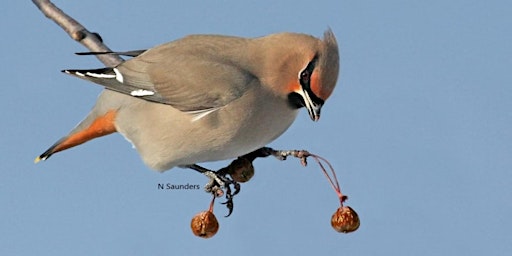 Primaire afbeelding van Forestry Farm Park Bird Walk