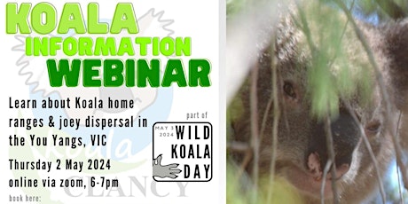 Wild Koala Day Information Webinar  - Learn about wild koalas