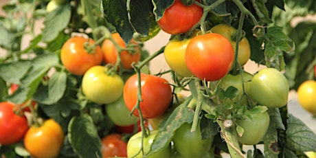 Tomatoes...Growing For Abundance!