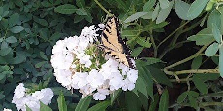 For the Love of Lepidoptera:  Moths and Butterflies Deserve your Garden Love