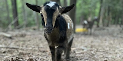 Toddler/Kids Goat Snuggle Session primary image