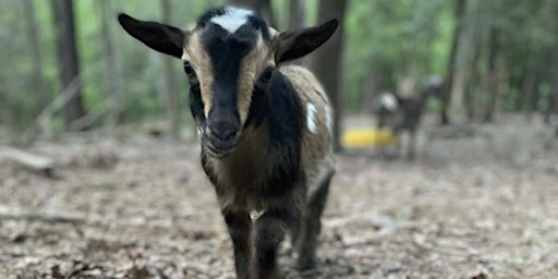 Imagen principal de Toddler/Kids Goat Snuggle Session