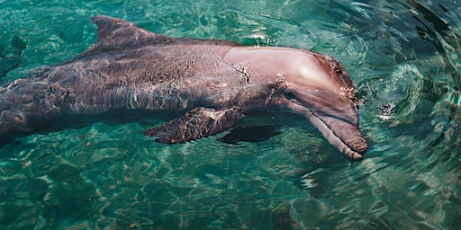 Primaire afbeelding van NaturallyGC  Kids - Discover Dolphins