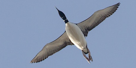 NJ Young Birders Club-Cape May Spring Watch