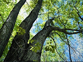 Hauptbild für Painting Trees