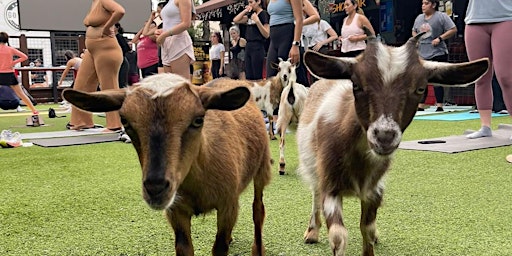 Imagem principal do evento Goat Yoga Houston At Little Woodrows Tomball 11AM Saturday May 25th