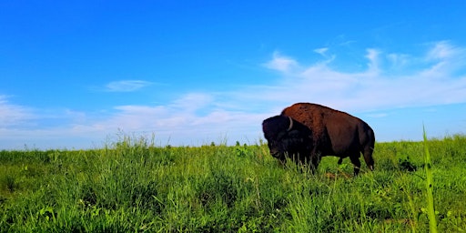 Hauptbild für Foraging & Wildlife Safari @ The Land of Odd, Beaverville IL