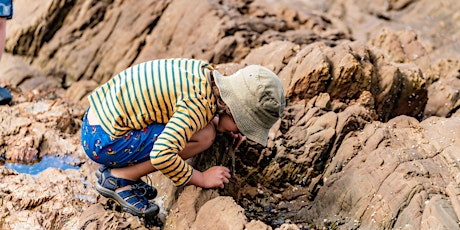 Wild Harvest Beachcombing - Betka Beach , Mallacoota  primärbild