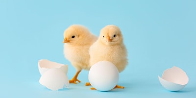 Imagem principal do evento Hatching Chicks (All ages)